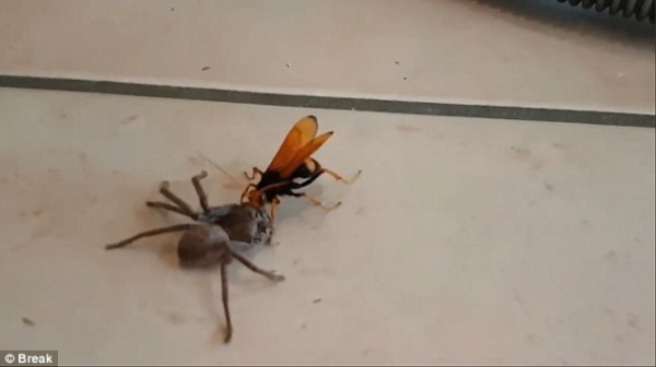 Video: Ong khổng lồ tha nhện thợ săn về tổ ăn thịt