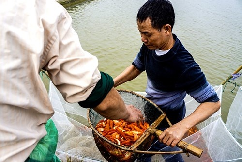 Nhộn nhịp làng cá chép đỏ trước ngày ông Công ông Táo