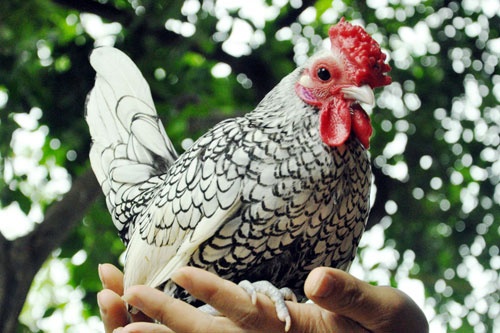 Năm Đinh Dậu, nhiều loại gà “siêu độc” hút hàng