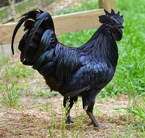 Những con gà kỳ lạ giá nghìn đôla ở Việt Nam