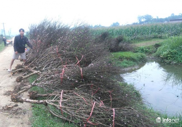 Làng đào phai Xuân Du kiếm hàng chục tỉ đồng từ vụ Tết