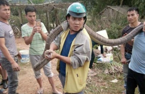 Đại gia mua rắn hổ mang chúa khổng lồ rồi để sổng chuồng