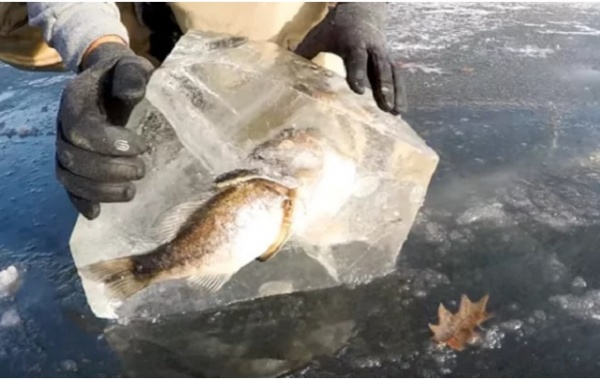 Kì dị: Cá lớn đang đớp cá bé thì bị đóng băng đông cứng