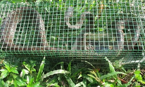 Bẫy rắn ráo dài 2 mét ở Tiền Giang