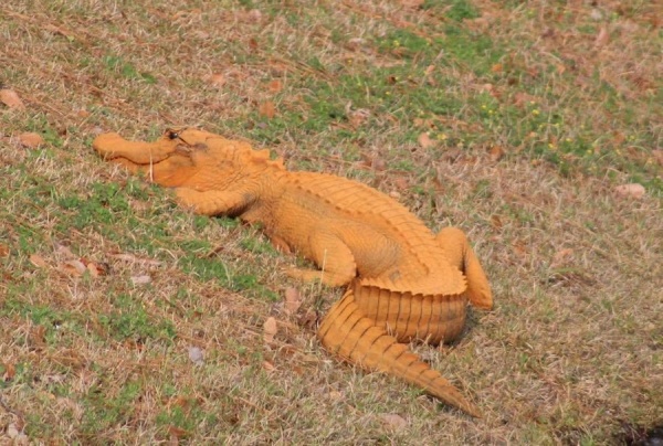 Phát hiện cá sấu màu cam bí ẩn ở Mỹ