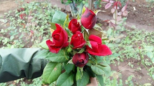 Hoa hồng khan hiếm, giá tăng vọt trước Valentine