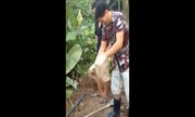 Thỏ mẹ tấn công rắn độc giải cứu con