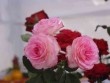 Cách trồng hoa hồng trong hộp nhựa từ một cành hoa đã chết