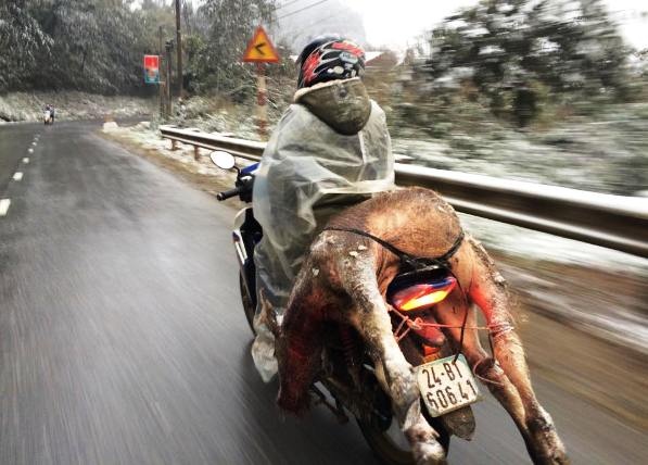 Nhiệt độ dưới 4 độ C, trâu bò ở Lào Cai chết hàng loạt