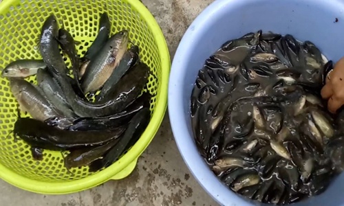 Hai "sát thủ" giật cá rô liên tục ở Sài Gòn
