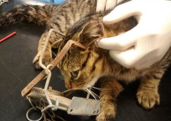 Mèo tò mò dính bẫy chuột, nguy cơ chấn thương não