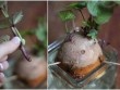 Cách trồng khoai lang trong bao đất bằng mầm ươm từ củ khoai