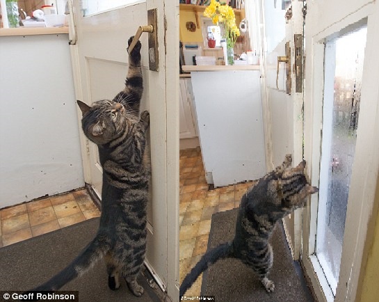 Mèo đứng 2 chân, mở cửa như người để chuồn đi chơi