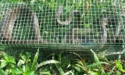 Bẫy được rắn hổ mang dài hơn 3 mét trong vườn nhà