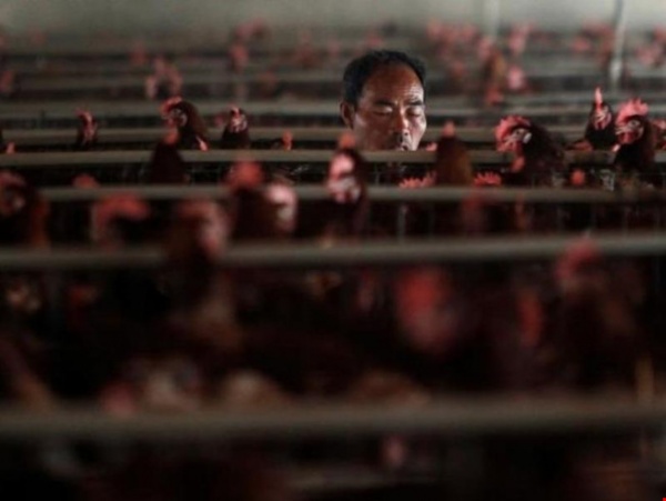 Trung Quốc khẩn cấp đóng cửa chợ gia cầm vì H7N9
