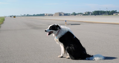 Chó chạy rông trên đường băng, phi công phải bay vòng chờ hạ cánh