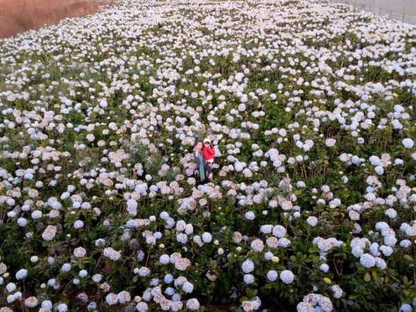 Giới trẻ bị đốn tim bởi vườn hoa cẩm tú cầu đẹp "ngất ngây" ở Đà Lạt