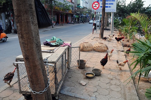 Ảnh: Vỉa hè Hà Nội biến thành chuồng nhốt gà, trồng rau sạch