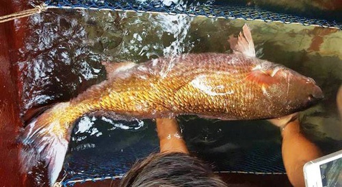 Ngư dân bắt được con cá vàng óng ánh, nặng 8kg