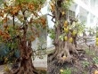 Sửng sốt với cặp khế bonsai ra quả từ gốc tới đỉnh ngọn