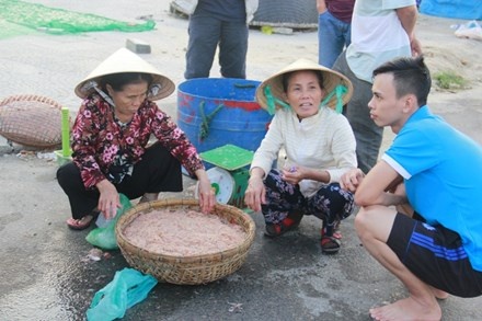 Ngư dân Đà Nẵng kiếm bạc triệu mỗi ngày từ ruốc
