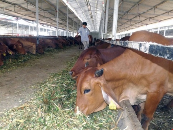 Việt Nam “bắt tay” nuôi bò Úc quy mô lớn