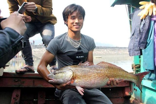 Cá vàng óng ánh ở Nghệ An: Chủ nhân “đứt ruột” bán cá giá bèo