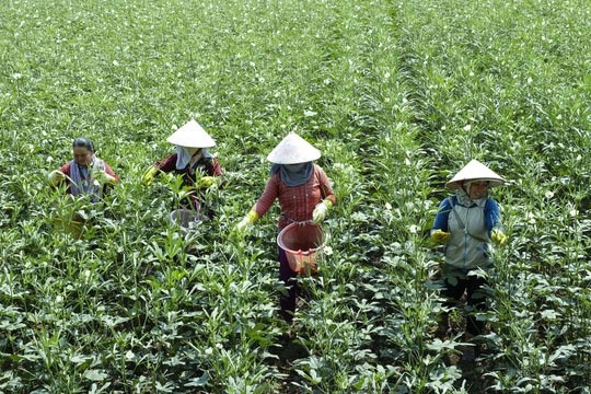 Dân vùng biên An Giang chuyển sang trồng đậu bắp Nhật