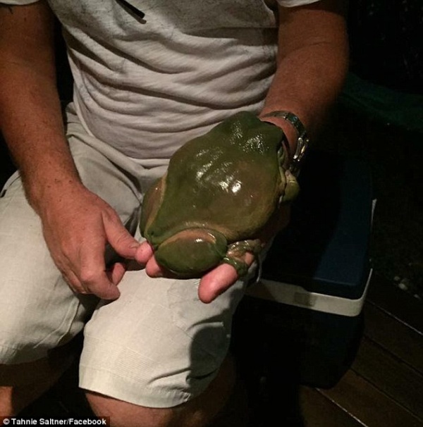 Tìm thấy con ếch khổng lồ to hơn bàn tay người lớn ở Úc