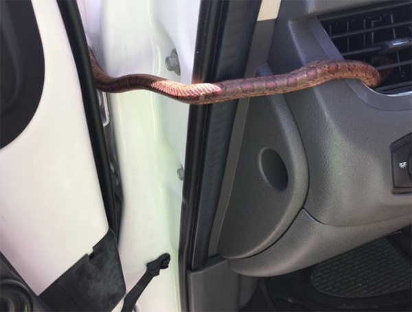 Mỹ: Đang lái xe bỗng thấy rắn chui ra từ điều hòa ô tô