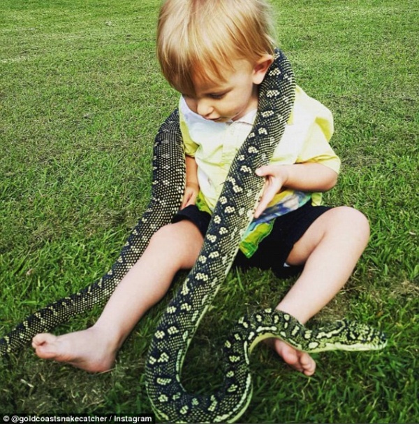 Úc: Bé 2 tuổi chưa biết nói đã biết bắt rắn, vật trăn