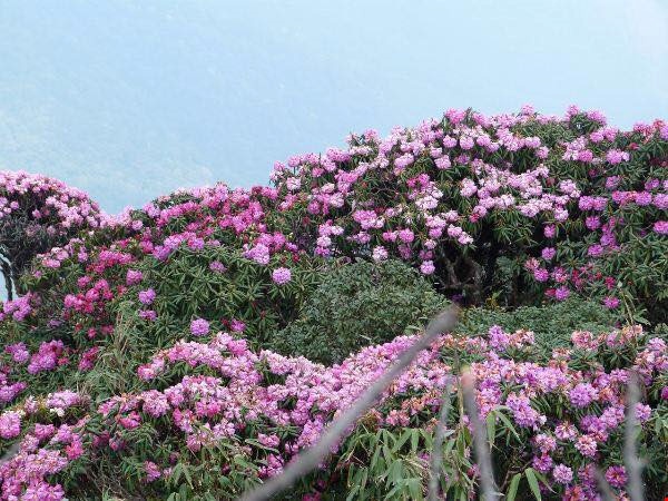 Tháng 3, leo Fansipan ngắm hoa đỗ quyên rực rỡ