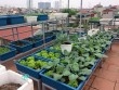 Ngưỡng mộ vườn rau quả xanh tốt "vạn người mê" trên sân thượng của ông bố Hà Thành