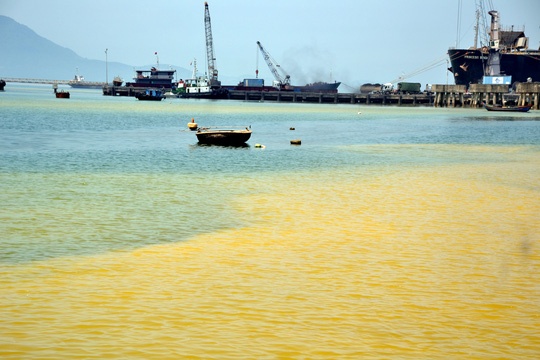Vì sao tảo nở hoa liên tục xuất hiện ở vùng biển Huế?