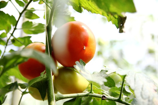 Vườn cà chua Nhật Bản siêu khủng ở Lâm Đồng