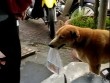 Sự thật phía sau chú chó đi bán vé số cho chủ “nức lòng” dân mạng