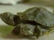 Kì dị rùa có 2 đầu 6 chân bò lồm cồm