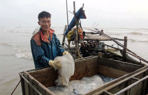 Sứa dày đặc trên biển, ngư dân Nghệ An đi vớt kiếm tiền triệu/ngày