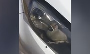 Chú chim xuất hiện khó hiểu trong đèn pha ôtô