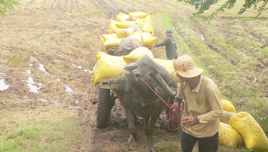 Kinh hoàng sét đánh chết cả người lẫn trâu