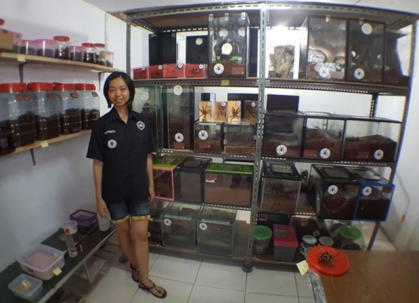 Cô gái Indonesia bỏ 1,2 tỷ mua nhện độc làm thú cưng