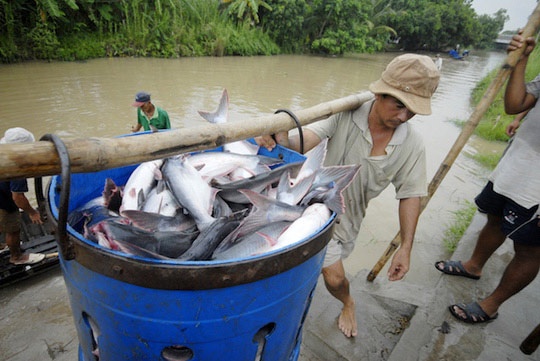 Trung Quốc là nhà nhập khẩu cá tra lớn nhất của Việt Nam
