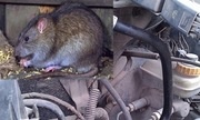Chuột làm ổ trong xe có cần rửa máy?