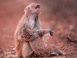 Nghẹn ngào bức ảnh khỉ mẹ đau đớn ôm chặt con sắp chết và điều kỳ diệu đã xảy ra