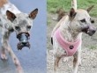 Hình ảnh mới nhất của chú chó Bến Tre từng làm dậy sóng cộng đồng mạng cách đây 2 năm