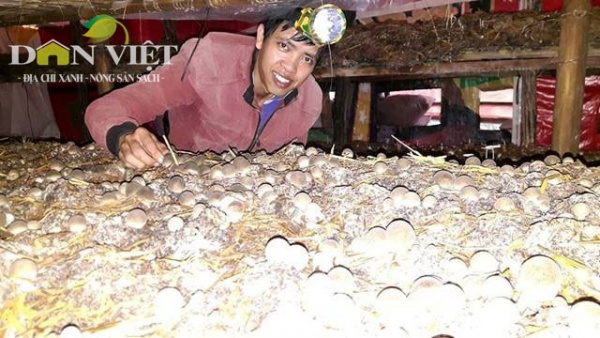 Trại nấm sạch lớn nhất Kon Tum, thu lãi 40 triệu/tháng