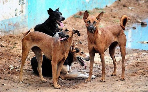 Đàn chó ăn xác chủ vì bị bỏ đói 5 tháng ở Tây Ban Nha