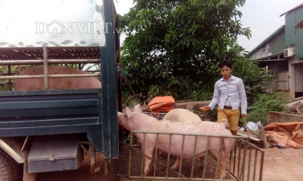 1 triệu tấn lợn Việt Nam sẽ xuất khẩu chính ngạch sang Trung Quốc