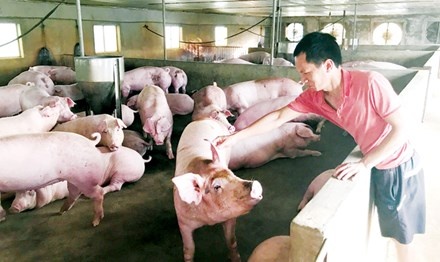 Hậu giải cứu giá lợn: Người chăn nuôi vẫn lỗ