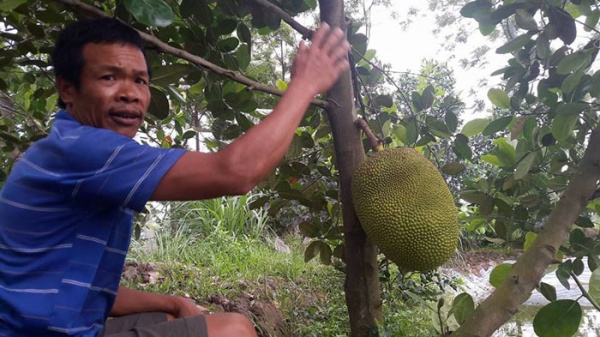 Vườn mít Thái tiền tỷ toàn quả khổng lồ giữa cánh đồng Đít Đó